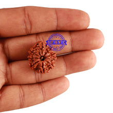 Load image into Gallery viewer, 9 Mukhi Nepalese Rudraksha - Bead No. 261