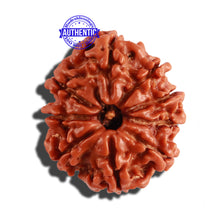 Load image into Gallery viewer, 9 Mukhi Nepalese Rudraksha - Bead No. 261
