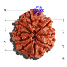 Load image into Gallery viewer, 9 Mukhi Nepalese Rudraksha - Bead No. 261