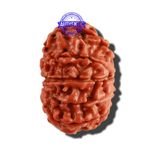 Load image into Gallery viewer, 9 Mukhi Nepalese Rudraksha - Bead No. 261