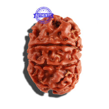 Load image into Gallery viewer, 9 Mukhi Nepalese Rudraksha - Bead No. 261