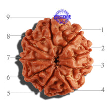 Load image into Gallery viewer, 9 Mukhi Nepalese Rudraksha - Bead No. 262