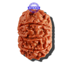 Load image into Gallery viewer, 9 Mukhi Nepalese Rudraksha - Bead No. 262