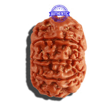 Load image into Gallery viewer, 9 Mukhi Nepalese Rudraksha - Bead No. 262
