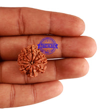 Load image into Gallery viewer, 9 Mukhi Nepalese Rudraksha - Bead No. 263