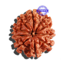 Load image into Gallery viewer, 9 Mukhi Nepalese Rudraksha - Bead No. 263