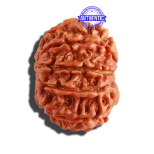 Load image into Gallery viewer, 9 Mukhi Nepalese Rudraksha - Bead No. 263