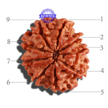 Load image into Gallery viewer, 9 Mukhi Nepalese Rudraksha - Bead No. 264