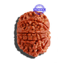 Load image into Gallery viewer, 9 Mukhi Nepalese Rudraksha - Bead No. 264