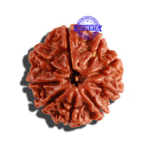 Load image into Gallery viewer, 9 Mukhi Nepalese Rudraksha - Bead No. 265