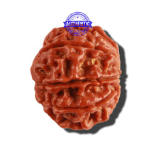 Load image into Gallery viewer, 9 Mukhi Nepalese Rudraksha - Bead No. 265