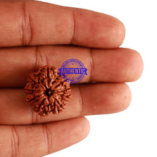 Load image into Gallery viewer, 9 Mukhi Nepalese Rudraksha - Bead No. 266