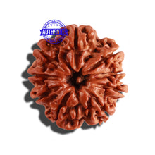 Load image into Gallery viewer, 9 Mukhi Nepalese Rudraksha - Bead No. 266