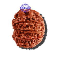 Load image into Gallery viewer, 9 Mukhi Nepalese Rudraksha - Bead No. 266