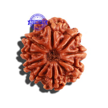 Load image into Gallery viewer, 9 Mukhi Nepalese Rudraksha - Bead No. 267
