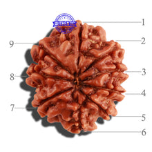 Load image into Gallery viewer, 9 Mukhi Nepalese Rudraksha - Bead No. 267