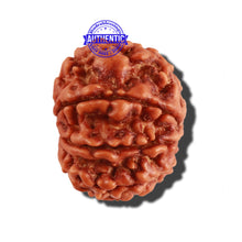 Load image into Gallery viewer, 9 Mukhi Nepalese Rudraksha - Bead No. 267