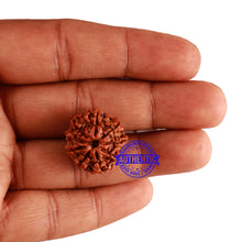 Load image into Gallery viewer, 9 Mukhi Nepalese Rudraksha - Bead No. 268