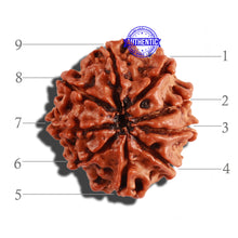 Load image into Gallery viewer, 9 Mukhi Nepalese Rudraksha - Bead No. 268