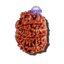 Load image into Gallery viewer, 9 Mukhi Nepalese Rudraksha - Bead No. 268