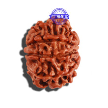 Load image into Gallery viewer, 9 Mukhi Nepalese Rudraksha - Bead No. 268