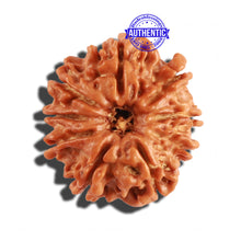 Load image into Gallery viewer, 9 Mukhi Nepalese Rudraksha - Bead No. 269