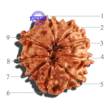 Load image into Gallery viewer, 9 Mukhi Nepalese Rudraksha - Bead No. 269