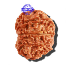 Load image into Gallery viewer, 9 Mukhi Nepalese Rudraksha - Bead No. 269