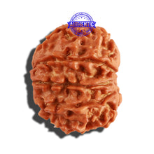 Load image into Gallery viewer, 9 Mukhi Nepalese Rudraksha - Bead No. 269