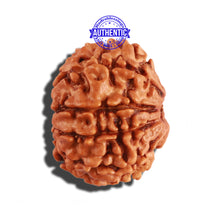 Load image into Gallery viewer, 9 Mukhi Nepalese Rudraksha - Bead No. 270