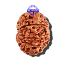 Load image into Gallery viewer, 9 Mukhi Nepalese Rudraksha - Bead No. 271