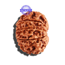 Load image into Gallery viewer, 9 Mukhi Nepalese Rudraksha - Bead No. 271