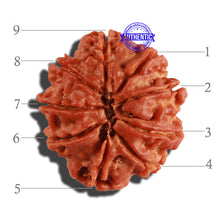 Load image into Gallery viewer, 9 Mukhi Nepalese Rudraksha - Bead No. 272