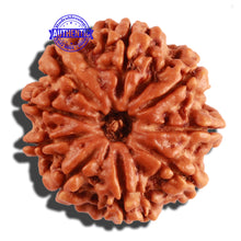 Load image into Gallery viewer, 9 Mukhi Nepalese Rudraksha - Bead No. 274