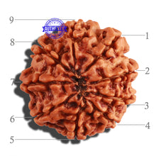 Load image into Gallery viewer, 9 Mukhi Nepalese Rudraksha - Bead No. 274