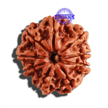 Load image into Gallery viewer, 9 Mukhi Nepalese Rudraksha - Bead No. 275