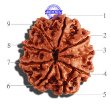Load image into Gallery viewer, 9 Mukhi Nepalese Rudraksha - Bead No. 275