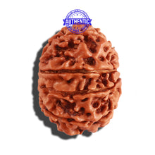 Load image into Gallery viewer, 9 Mukhi Nepalese Rudraksha - Bead No. 275