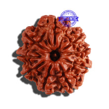 Load image into Gallery viewer, 9 Mukhi Nepalese Rudraksha - Bead No. 276