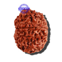 Load image into Gallery viewer, 9 Mukhi Nepalese Rudraksha - Bead No. 276