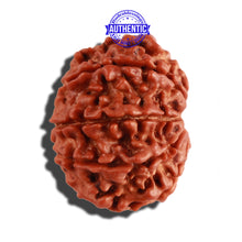 Load image into Gallery viewer, 9 Mukhi Nepalese Rudraksha - Bead No. 276