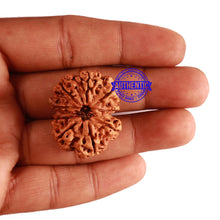 Load image into Gallery viewer, 9 Mukhi Nepalese Rudraksha - Bead No. 278