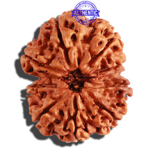 Load image into Gallery viewer, 9 Mukhi Nepalese Rudraksha - Bead No. 278