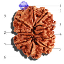 Load image into Gallery viewer, 9 Mukhi Nepalese Rudraksha - Bead No. 278