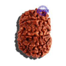 Load image into Gallery viewer, 9 Mukhi Nepalese Rudraksha - Bead No. 279