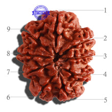 Load image into Gallery viewer, 9 Mukhi Nepalese Rudraksha - Bead No. 280