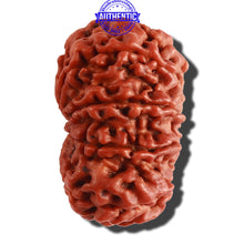 Load image into Gallery viewer, 9 Mukhi Nepalese Rudraksha - Bead No. 280