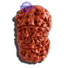 Load image into Gallery viewer, 9 Mukhi Nepalese Rudraksha - Bead No. 280