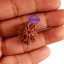 Load image into Gallery viewer, 9 Mukhi Nepalese Rudraksha - Bead No. 281