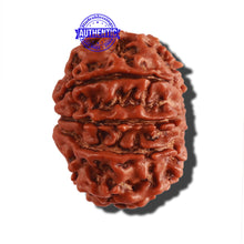 Load image into Gallery viewer, 9 Mukhi Nepalese Rudraksha - Bead No. 281